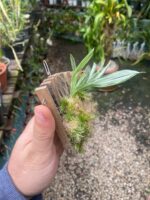 Promenaea Xanthina - Imagem 5