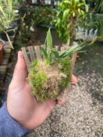 Promenaea Xanthina - Imagem 6