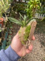 Promenaea Xanthina - Imagem 4