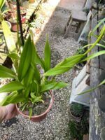 Oncidium Aloha (Chuva de Ouro) - Imagem 2