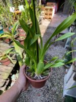 Oncidium Aloha (Chuva de Ouro) - Imagem 3