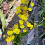Oncidium Aloha (Chuva de Ouro)