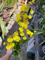 Oncidium Aloha (Chuva de Ouro)