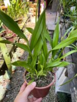 Oncidium Aloha (Chuva de Ouro) - Imagem 6