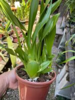 Oncidium Aloha (Chuva de Ouro) - Imagem 4