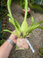 Oncidium Cleos Pride - COLEÇÃO - Imagem 3