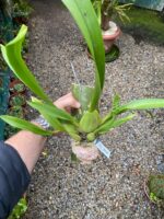 Oncidium Cleos Pride - COLEÇÃO - Imagem 6