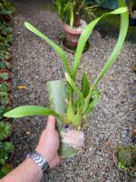 Oncidium Cleos Pride - COLEÇÃO - Imagem 4