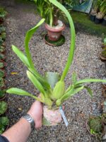 Oncidium Cleos Pride - COLEÇÃO - Imagem 7