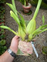 Oncidium Cleos Pride - COLEÇÃO - Imagem 2