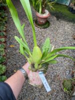 Oncidium Cleos Pride - COLEÇÃO - Imagem 5