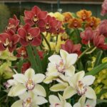 Cymbidium Adulta Sem Identificação