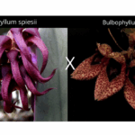 Bulbophyllum Spiesii x Frostii - COLEÇÃO