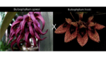 Bulbophyllum Spiesii x Frostii - COLEÇÃO
