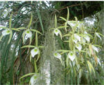 Brassavola Tuberculata