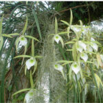 Brassavola Tuberculata