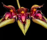 Bulbophyllum Rosthschildianum x Pingtungensis - COLEÇÃO