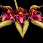 Bulbophyllum Rosthschildianum x Pingtungensis - COLEÇÃO