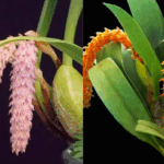 Bulbophyllum Lilacinum x Elassonotum - COLEÇÃO