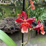 Oncostele H. F. Sangria - COLEÇÃO