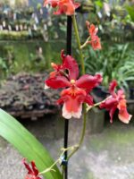 Oncostele H. F. Sangria - COLEÇÃO