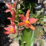 Wilsonara Firecat ''Simple Pleasures'' - COLEÇÃO