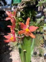 Wilsonara Firecat ''Simple Pleasures'' - COLEÇÃO