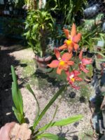 Wilsonara Firecat ''Simple Pleasures'' - COLEÇÃO - Imagem 8