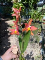 Wilsonara Firecat ''Simple Pleasures'' - COLEÇÃO - Imagem 9