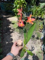 Wilsonara Firecat ''Simple Pleasures'' - COLEÇÃO - Imagem 7