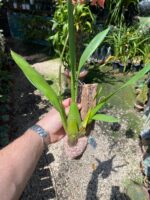 Wilsonara Firecat ''Simple Pleasures'' - COLEÇÃO - Imagem 6