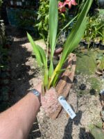 Wilsonara Firecat ''Simple Pleasures'' - COLEÇÃO - Imagem 5