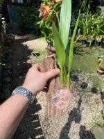 Wilsonara Firecat ''Simple Pleasures'' - COLEÇÃO - Imagem 3