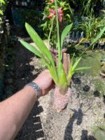 Wilsonara Firecat ''Simple Pleasures'' - COLEÇÃO - Imagem 4