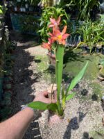 Wilsonara Firecat ''Simple Pleasures'' - COLEÇÃO - Imagem 2