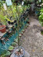 Papilionanthe Teres  - ( Vanda ) - Imagem 3