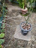 Papilionanthe Teres  - ( Vanda ) - Imagem 4