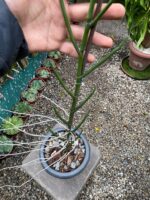 Papilionanthe Teres  - ( Vanda ) - Imagem 5