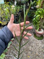 Papilionanthe Teres  - ( Vanda ) - Imagem 2