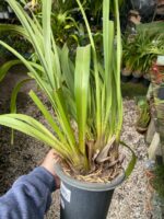 Cymbidium Kiwi Midnight - NEGRA - COLEÇÃO - Imagem 8