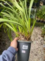 Cymbidium Kiwi Midnight - NEGRA - COLEÇÃO - Imagem 7