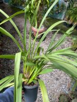 Cymbidium Kiwi Midnight - NEGRA - COLEÇÃO - Imagem 5