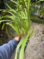 Cymbidium Kiwi Midnight - NEGRA - COLEÇÃO - Imagem 4