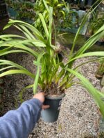 Cymbidium Kiwi Midnight - NEGRA - COLEÇÃO - Imagem 3