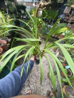 Cymbidium Kiwi Midnight - NEGRA - COLEÇÃO - Imagem 2