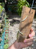 Brassavola Tuberculata - Imagem 7