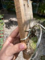 Brassavola Tuberculata - Imagem 6