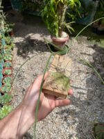 Brassavola Tuberculata - Imagem 4