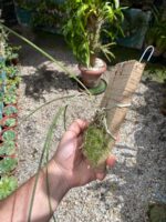 Brassavola Tuberculata - Imagem 5