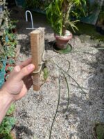 Brassavola Tuberculata - Imagem 3